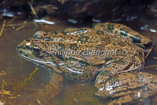 espagne catalogne 08.JPG - Rana ridibunda (Pelophylax ridibundus)Grenouille rieuseMarsh frogParc naturel du Delta de l'EbreCatalogne, Espagne